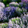Salvia 'Crystal Blue', thumbnail 3 of 7