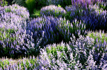 Salvia 'Crystal Blue', 3 of 7
