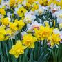 Spring Bulbs Daffodils 'Mixed' Bulb Pack, thumbnail 2 of 6
