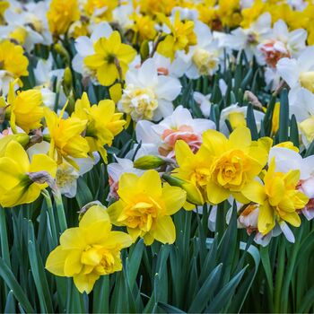Spring Bulbs Daffodils 'Mixed' Bulb Pack, 2 of 6