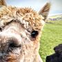 West Yorkshire Alpaca Experience For Two, thumbnail 4 of 5