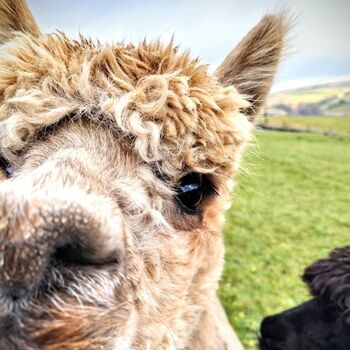 West Yorkshire Alpaca Experience For Two, 4 of 5