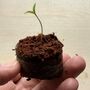 You're My Pomme D'amour Valentine Card And Tomato Seeds, thumbnail 4 of 4
