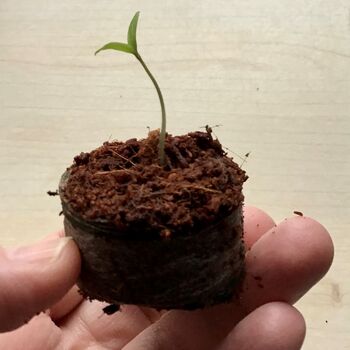 You're My Pomme D'amour Valentine Card And Tomato Seeds, 4 of 4