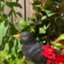 Lifelike Blackbird Garden Sculpture Gift Ornament Frost Proof, thumbnail 9 of 9