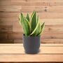 Sansevieria Superba – Snake Plant In 12cm Pot, thumbnail 1 of 7