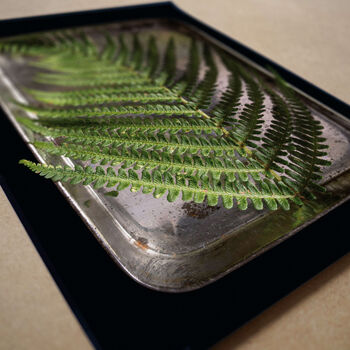 Personalised Ferns | Little Things In Tins Botanical Nursery Art, 3 of 3