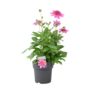 Dahlia Dalina Maxi Starburst Pink Pot3.2 L, thumbnail 3 of 5
