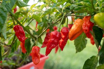 Chilli Plants, Ghost Chilli 'Bhut Jolokia', 6 of 9