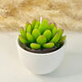 Succulent Candles In White Ceramic Pots, thumbnail 9 of 10