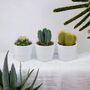 Cactus Mixed X Three Pots, thumbnail 1 of 7