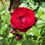 Floribunda Rose Plants, 'Lili Marlene', 5 L Pots, thumbnail 1 of 4