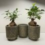 Ficus Ginseng Microcarpa Houseplant Bonsai Good Luck, thumbnail 6 of 9
