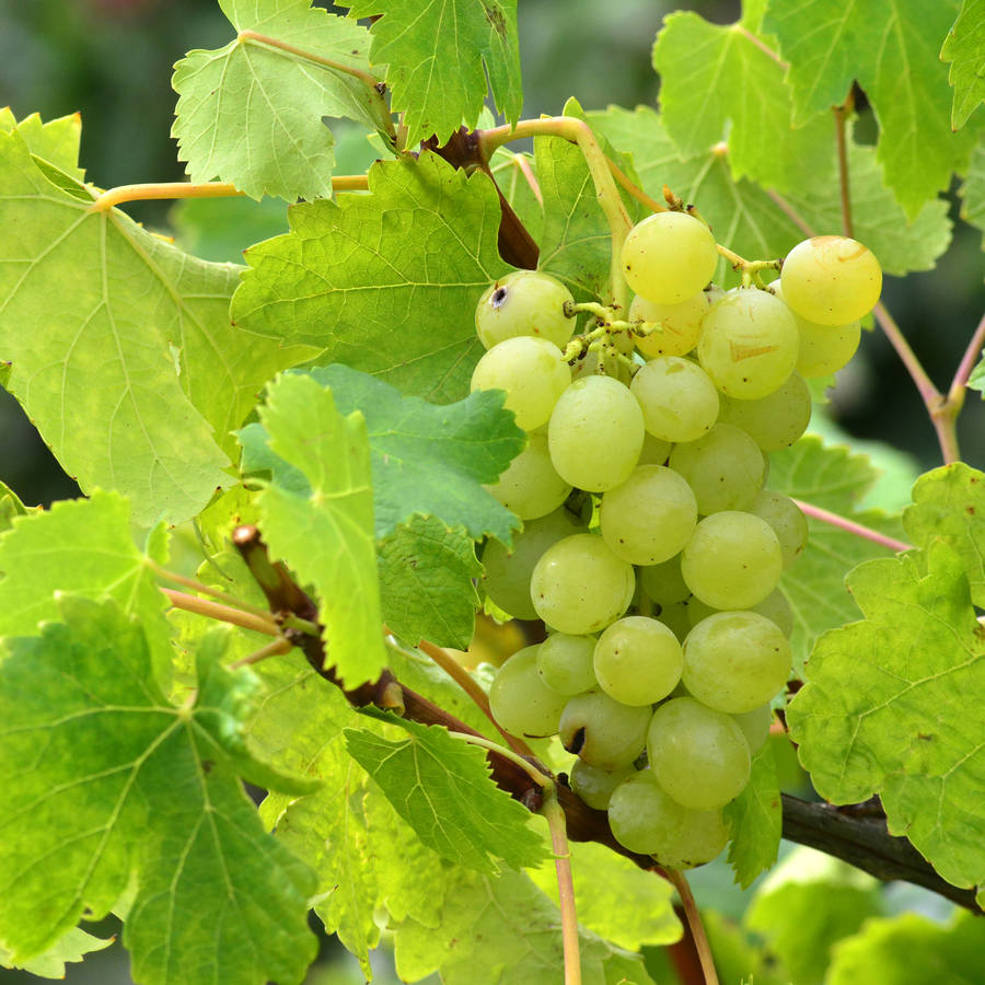 Виноград белая леди. Москатель сорт винограда. Виноград Vitis vinifera. Виноград Прибрежный Vitis riparia. Виноград Аркадия.