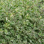 Dogwood Plants, Cornus Alba 'Dogwood', thumbnail 5 of 7