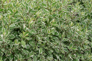 Dogwood Plants, Cornus Alba 'Dogwood', 5 of 7