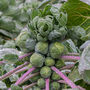 Brussel Sprouts 'Brigitte' Three X Plug Plant Pack, thumbnail 3 of 5