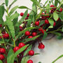 60cm Large Luxury Christmas Mistletoe Red Berry Wreath, thumbnail 4 of 7