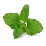 Herb Plants Lemon Balm In 9cm Pots, thumbnail 2 of 7