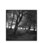 Woodland, Exmoor Photographic Art Print, thumbnail 3 of 4