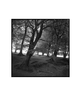 Woodland, Exmoor Photographic Art Print, 3 of 4