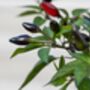 Chilli Plants, 'Gusto Purple', thumbnail 6 of 7
