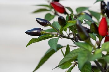 Chilli Plants, 'Gusto Purple', 6 of 7