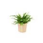 Boston Fern Nephrolepis In 12cm Ceramic Pot, thumbnail 3 of 9