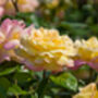 Hybrid Tea Rose 'Peace' Plant In 5 L Pot, thumbnail 5 of 5