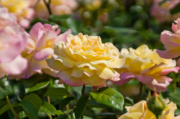 Hybrid Tea Rose 'Peace' Plant In 5 L Pot, 5 of 5