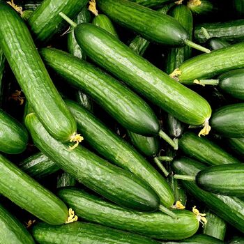 Vegetable Plants Cucumber 'Femspot' Plug Plant Packs, 4 of 11