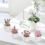 Five Mini Artificial Succulent Plants In White Pots, thumbnail 4 of 11