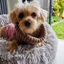 Pink Argyle Dog Jumper, thumbnail 4 of 5