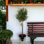 Large Olive Tree In Metal Bucket – 90–100cm, thumbnail 1 of 2