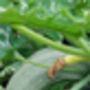 Marrow Seeds In A Seedtube, thumbnail 5 of 6