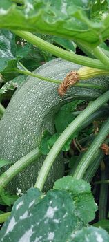 Marrow Seeds In A Seedtube, 5 of 6