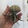 Jellyfish Floating Airplant Gift For Plant Lover, thumbnail 5 of 8