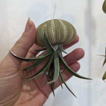Jellyfish Floating Airplant Gift For Plant Lover, 5 of 8