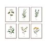 Set Of Six Vintage Botanical Art Prints | A4 Lithograph Style With Latin Names | Wall Art For Home Interiors, thumbnail 2 of 12