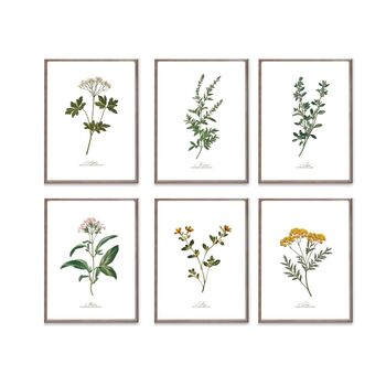 Set Of Six Vintage Botanical Art Prints | A4 Lithograph Style With Latin Names | Wall Art For Home Interiors, 2 of 12