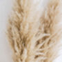 Extra Large Pampas Grass Bunch, thumbnail 2 of 2
