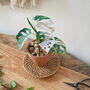 Mini Variegated Monkey Leaf Potted Paper Plant, thumbnail 1 of 6
