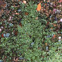 Mini Mental Block Nettle + Lemongrass Soap, thumbnail 2 of 7