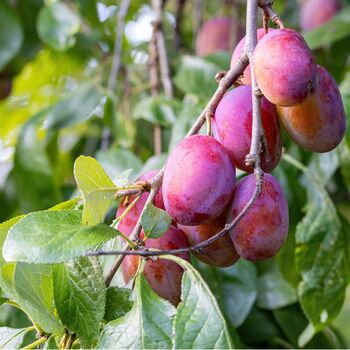 Plum Victoria Fruit Trees Two X 10 L Pots, 3 of 5