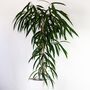 Houseplant Ficus Alii Narrow Leaf Fig 5 L Pot, thumbnail 1 of 4