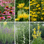 The Breathing Garden Seeds, Multi Pack Collection, thumbnail 2 of 11