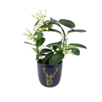 Stephanotis Jasmine Hoop In Blue Ceramic Gift Pot, 2 of 2