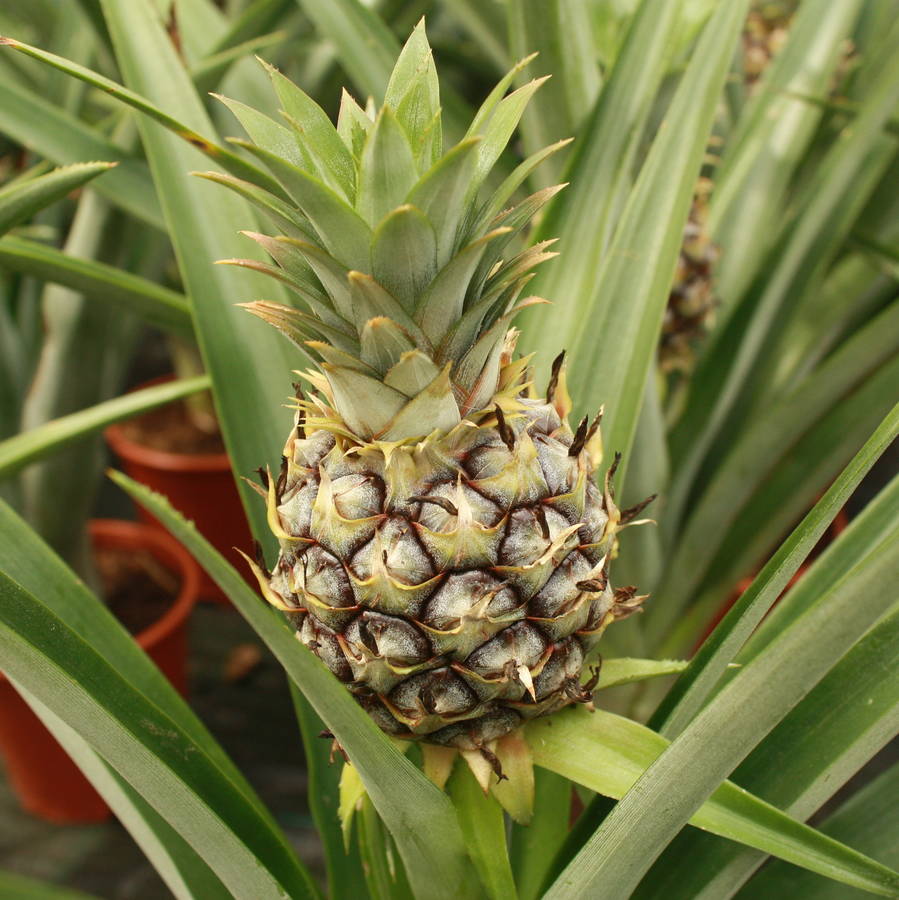 Pineapple Plant By Plants4 Presents