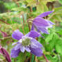 Clematis Pauline, Personalised Plant Gift, thumbnail 1 of 3