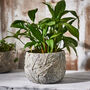 Daintree Large Leaf Patterned Plant Pot, thumbnail 1 of 6
